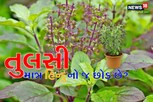 શું તુલસી માત્ર હિન્દુનો જ છોડ છે? કુરાનમાં પણ આનો ઉલ્લેખ હોવાનો દાવો