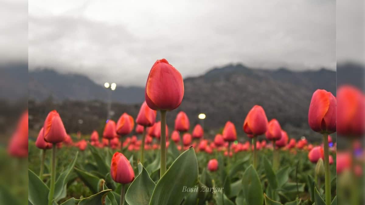 એશિયાનો સૌથી મોટો ગાર્ડન પર્યટકો માટે ખુલ્લો મુકાયો largest tulip