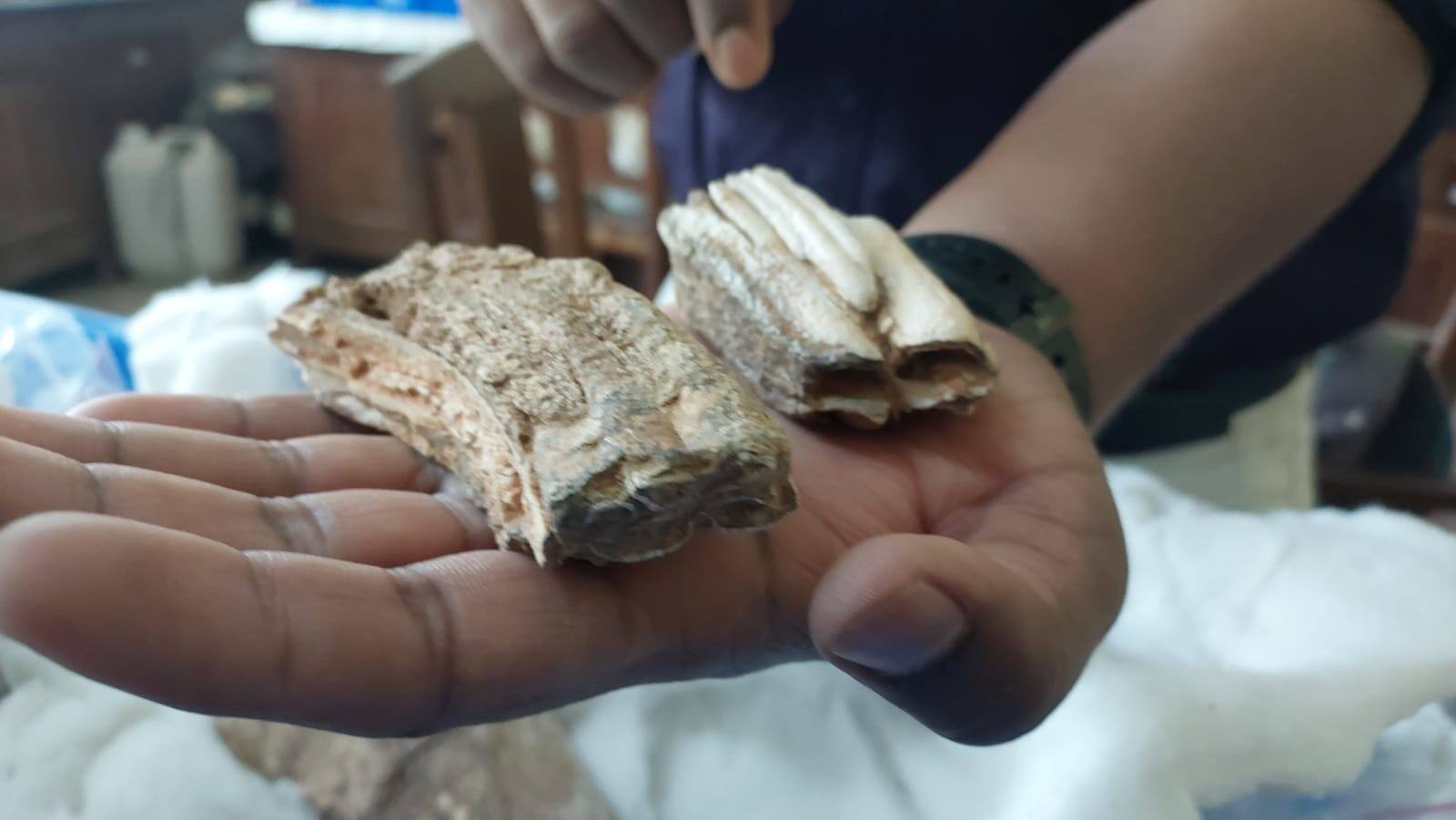 Research on 100,000yearold animal fossils News18 Gujarati Pipa News