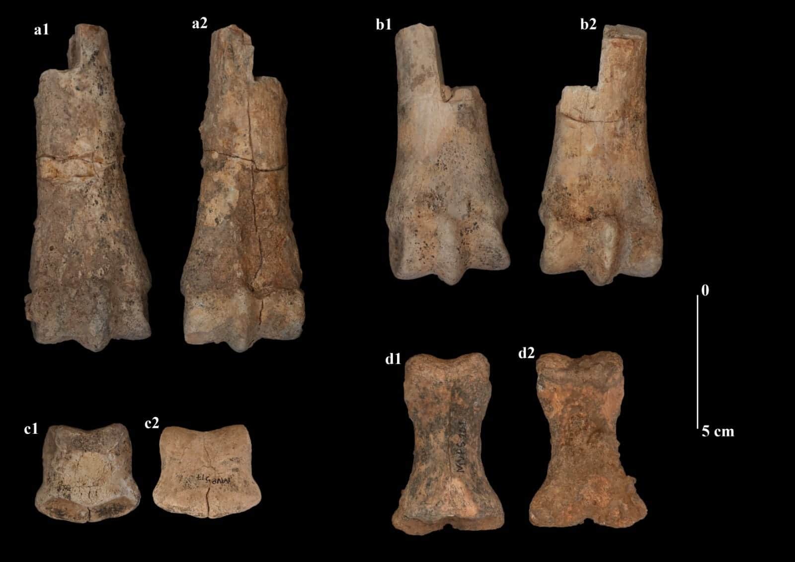 Research on 100,000yearold animal fossils News18 Gujarati Pipa News