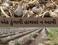 Amreli:  કમોસમી વરસાદથી ડુંગળીનો પાક સંપૂર્ણ નિષ્ફળ, ખેડૂતોનાં હાથમાં ડુંગળી ન આવી