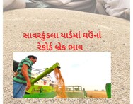 Amreli: ઘઉંનાં રેકોર્ડ બ્રેક ભાવ, મણનાં 801 રૂપિયા બોલાતા ખેડૂતોમાં ખુશીની લહેર