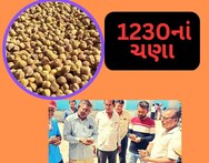 Amreli: ચણાનાં ભાવે તમામ વિક્રમો તોડ્યા, મણનાં 1230 રૂપિયા બોલાતા ખેડૂતોમાં ખુશીની લહેર