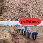 Amreli: કમોસમી વરસાદથી ડુંગળીનાં પાકનો સફાયો, ખેડૂતો રડી પડ્યાં, આવી છે ખેડૂતોની હાલત  