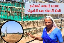Amreli: કમોસમી વરસાદથી સાગર ખેડૂતોને લાખોની નુક્સાની, વળતરની કરી માંગ