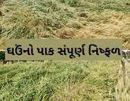 Amreli. કમોસમી વરસાદથી ઘઉંનો પાક સંપૂર્ણ નિષ્ફળ, ખેડૂતોની હાલત કફોડી બની