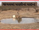 ગીર પૂર્વમાં 268 પાણીનાં પોઇન્ટ, વન વિભાગ 203 પાણીનાં પોઇન્ટ ભરે છે, ઉનાળામાં આવું છે આયોજ