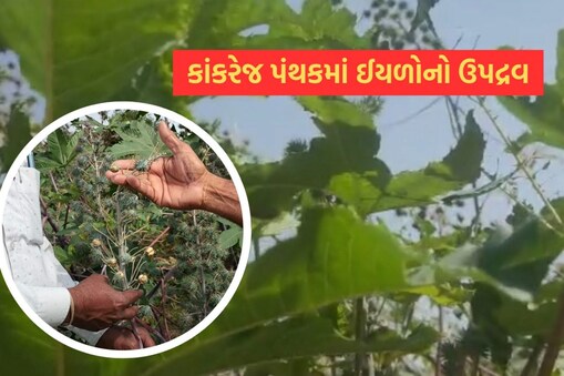કાંકરેજ