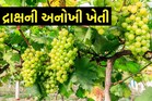 ખેડૂત પરંપરાગત ખેતી છોડીને કરી રહ્યા છે લાખોની કમાણી, જાણો તેની પદ્ધતિ