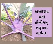 Bharuch : કાશ્મીર, હિમાચલ પ્રદેશમાં થતી ગાંઠ કોબીજનું ભરૂચમાં સફળ વાવેતર, શું છે ગાંઠ કોબીજ?