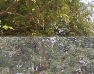 Bharuch:  આંબલીની આવકમાંથી થાય છે ગામનો વિકાસ, પંચાયત આંબલીની હરરાજી કરે છે