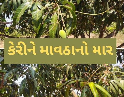 સાસિયા