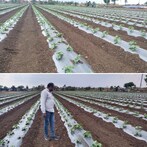 Bhavnagar : ઓર્ગેનિક પદ્ધતિથી તરબૂચ અને ટેટીનું વાવેતર કર્યુ, તરબૂચનાં વાવેતરમાં આટલું ધ્યાન રાખવું