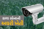 24 કલાક CCTV હોવા છતાં ડર, કાળા સોનાની ખેતી આ રીતે છે અઘરી