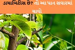 રિસર્ચમાં દાવો: આ 3 પાન ડાયાબિટીસના દર્દીઓ માટે છે રામબાણ ઇલાજ