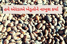 Deesa: કમોસમી વરસાદે ખેડૂતોની દશા બેસાડી, એરંડાના પોષણક્ષમ ભાવ ન મળતા ખેડૂતો નાખુશ
