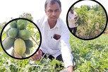 આ વિસ્તારમાં પાણીની વિકટ સમસ્યા છતા ખેડૂતે ખેતીમાં કમાલ કરી, આટલા પ્રકારની ખેતી કરે