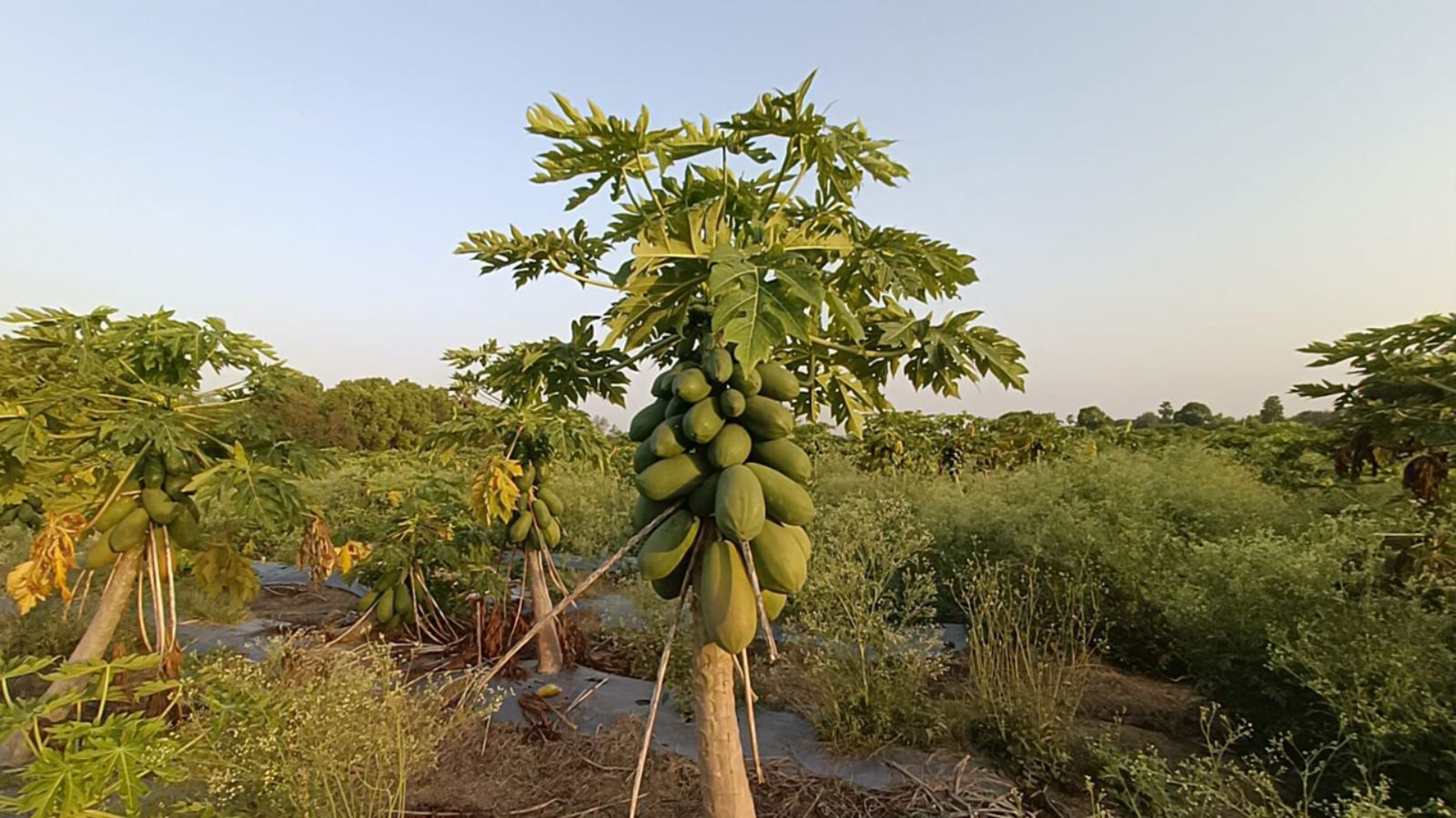 ખેડૂત એક સરકારી શિક્ષણ પણ છે