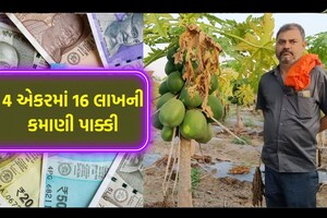 આ ખેડૂતની ટેકનિકથી ખેતરમાં ઉગાડો પપૈયા, 4 એકરમાં 16 લાખની કમાણી પાક્કી