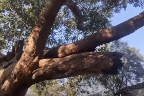 OMG: આ છે અજગરનું ગામ, 200 વર્ષ જૂના આ ઝાડ પર રહે છે ખતરનાક 150 અજગર