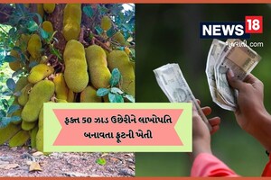 આ તો કમાલ છે! ફક્ત 50 ઝાડ વાવીને ખેડૂત કરે છે દર મહિને લાખની કમાણી