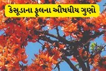 ગરમીમાં આ રીતે કેસૂડાના ફૂલનો ઉપયોગ કરવાથી થાય છે અઢળક ફાયદાઓ