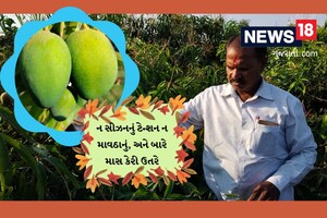 ખેડૂતનો કમાલ! બારે માસ કેરી આપતી આંબાની જાત વિકસાવી, હવે લાખોમાં કમાણી