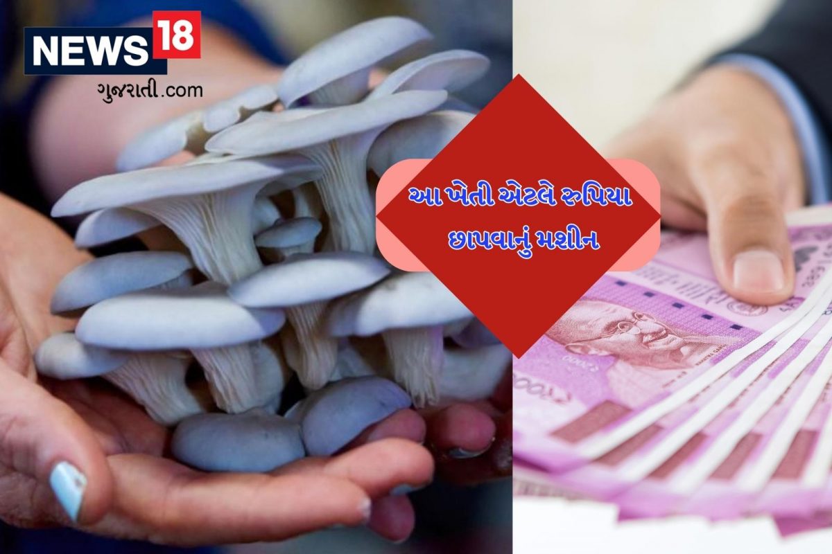 બજારમાં વધી રહી છે બ્લૂ ઓઈસ્ટર મશરૂમની માંગ, ઓછા ખર્ચે આ પ્રકારે કમાઈ શકાશે વધારે નફો