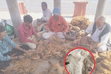 Porbandar : સુદામાપુરીથી દ્વારકાનગરી સુધી સેવા યજ્ઞ, શ્રીફળમાં ભોજન ભરી કીડીઓને પહોચાડ્યું