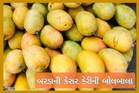માર્કેટમાં આવી ગઇ બરડા ડુંગરની કેસર કેરી, ફોટા જોઇને જ મોંઢામાં પાણી આવી જશે