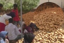 Mehsana: બટાકાના ભાવમાં તેજી, 200 રૂપિયા સુધી ભાવ પહોંચતા ખેડૂતો ખુશ