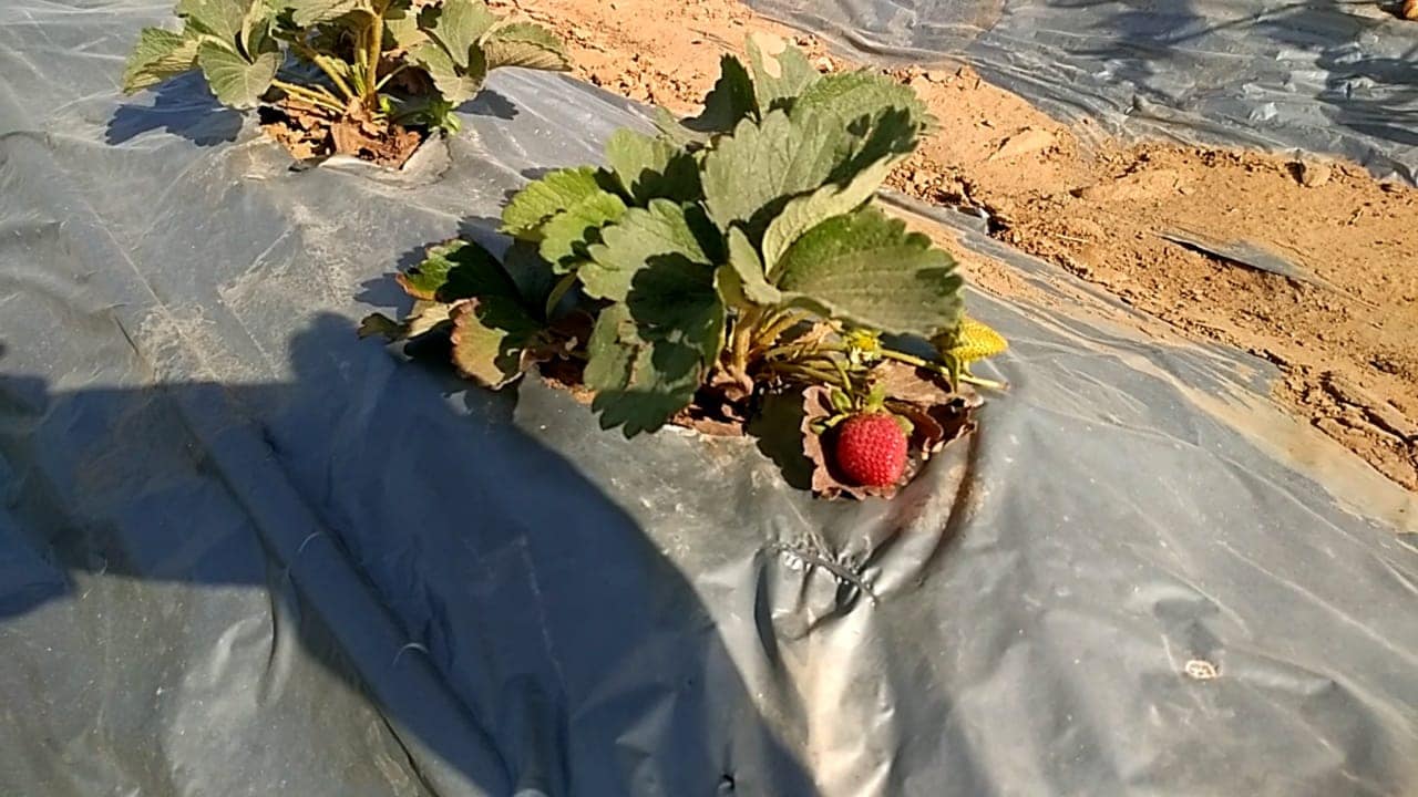સ્ટ્રોબેરીના ફાયદા