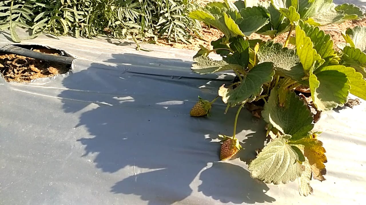 વાવણી માટે શિયાળાની ઋતુ બેસ્ટ