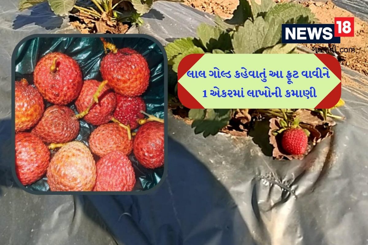 આ લાલ સોનું કહેવાતા ફ્રૂટની ખેતી કરીને ખેડૂતે 1 એકરમાં લાખોની કમાણી કરી
