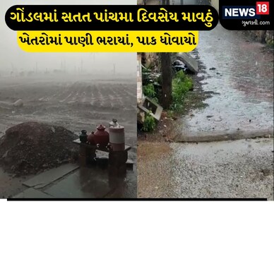 ગોંડલના ગ્રામ્ય પંથકમાં સતત પાંચમા દિવસે કમોસમી વરસાદ, અમરેલીની ઘણો નદીમાં પૂર
