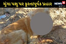 અમદાવાદના વાસણામાં દારૂ પીધેલા શખસે મૂંગા શ્વાન પર લાકડીઓ વરસાવી, 15 ફટકા મારતા જડબું તૂટી ગયું