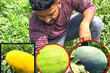 Idar: આ ખેડૂત ઓર્ગેનિક પદ્ધતિથી ચાર પ્રકારનાં તરબૂચની ખેતી કરે છે, વર્ષે આટલી કમાણી કરે