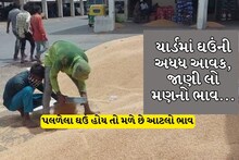 હિંમતનગર માર્કેટ યાર્ડમાં ઘઉંના સૌથી ઉંચા ભાવ બોલાતાં ખેડૂતો ખુશખુશાલ