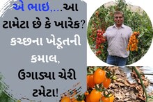 Farmer Success: એ ભાઇ,...આ ટામેટા છે કે ખારેક! કચ્છના ખેડૂતની કમાલ, ઉગાડ્યા ચેરી ટમેટા!