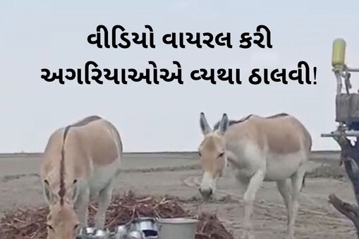 અગરિયાઓનો