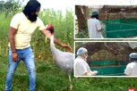 આરીફને જોતા જ સારસે પાંખો ફફડાવીને ઉડવાની કોશિશ કરી, જુઓ વીડિયો