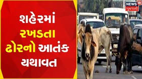 Bhavnagar News | શહેરમાં રખડતા ઢોરનો આતંક યથાવત