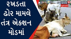 Ahmedabad News | AMCની ટીમ 24 કલાક પકડશે ઢોર | stray cattle