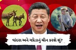 પાકિસ્તાનના ગધેડા અને શ્રીલંકાના વાંદરાનું ચીન શું કરશે? 1 લાખ વાંદરાનો ઓર્ડર આપ્યો