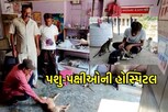 ગોંડલમાં છે પશુ-પક્ષીઓનું હોસ્પિટલ, દાખલ કરીને કરે છે માવજત