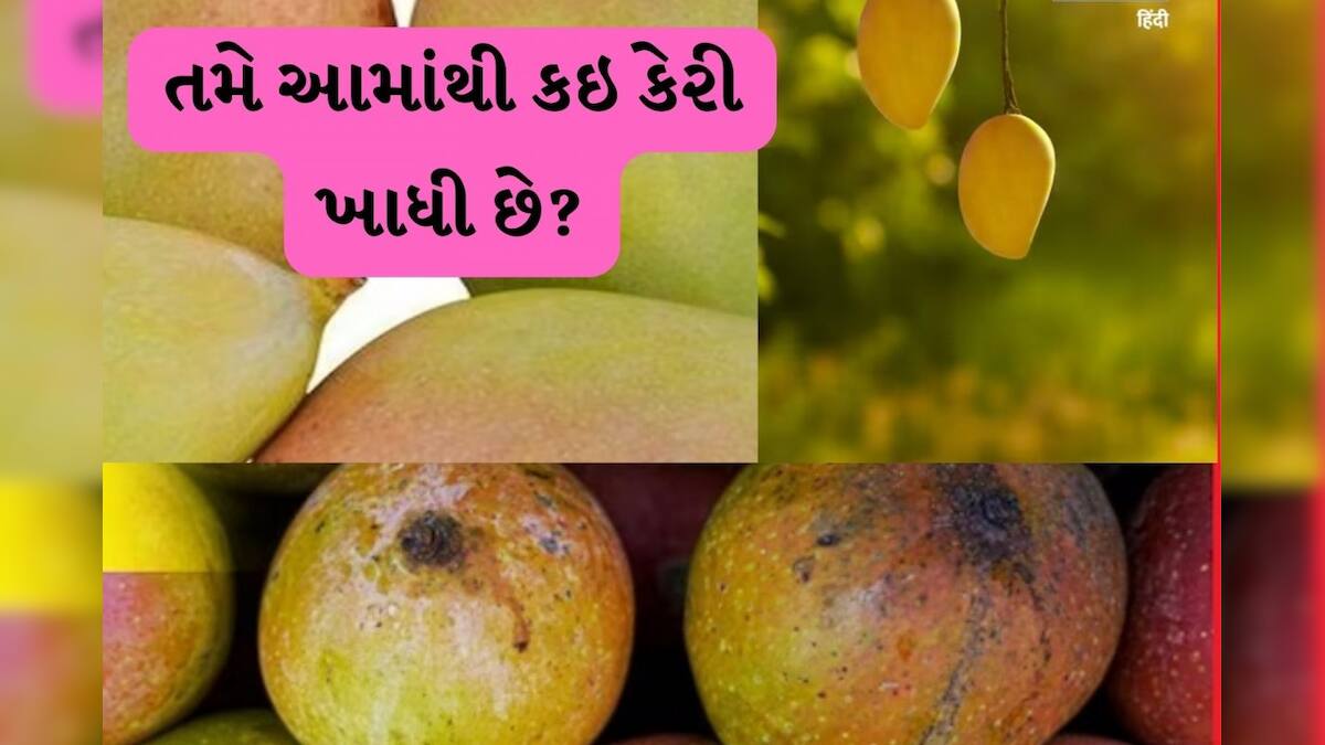 Know the indian 10 famous mango varieties જાણો ભારતની 10 ફેમસ કેરી