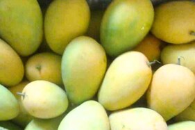 ભારતના 6 સૌથી મોંઘા ફળ! તેમને ખરીદવું દરેકના બસની નથી વાત