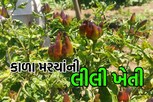 એવા તે કેવા મરચાં! જુનાગઢના આ ખેડૂતને મળે છે કિલોના 1000 રૂપિયા