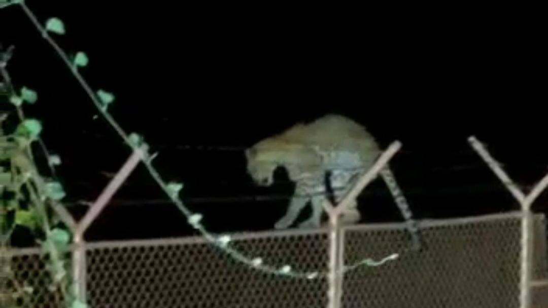 viralvideoofleopardjumpingoverbarbedwireinambardiparkdhari