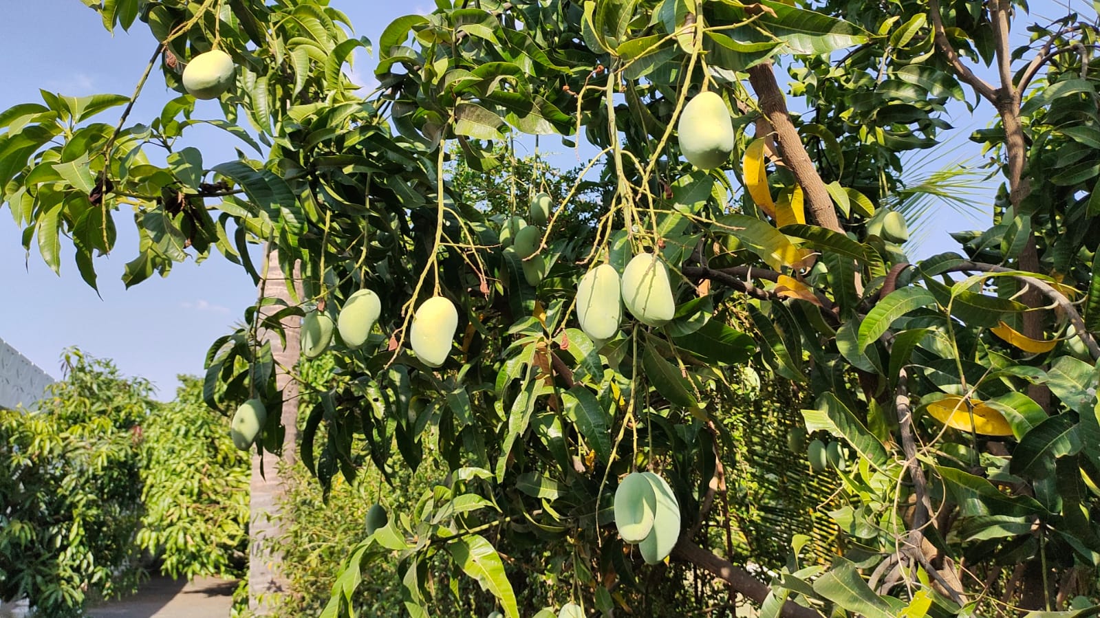 From time immemorial mangoes have been planted in Rohini Nakshatra